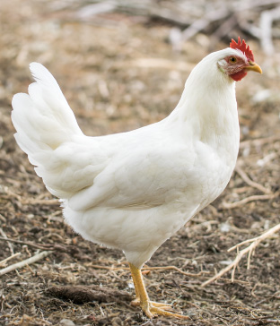 دجاج حي