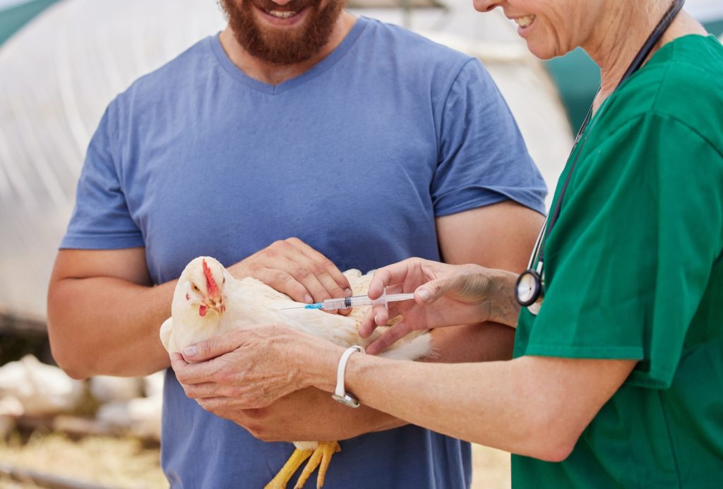 two men with a syringe and a live chicken